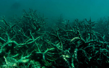 Гибель коралловых рифов: Природная катастрофа под водой
