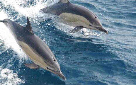 Кровавая жатва: убийство дельфинов в Атлантике